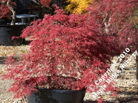 Thumbnail for Acer palmatum 'Red Select' - mapleridgenursery