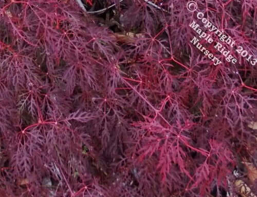 Acer palmatum 'Red Spider Web' - mapleridgenursery