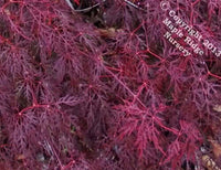Thumbnail for Acer palmatum 'Red Spider Web' - mapleridgenursery