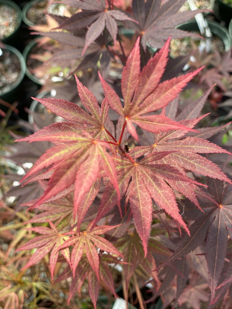 Acer palmatum 'Riley' Red Japanese Maple – Maple Ridge Nursery