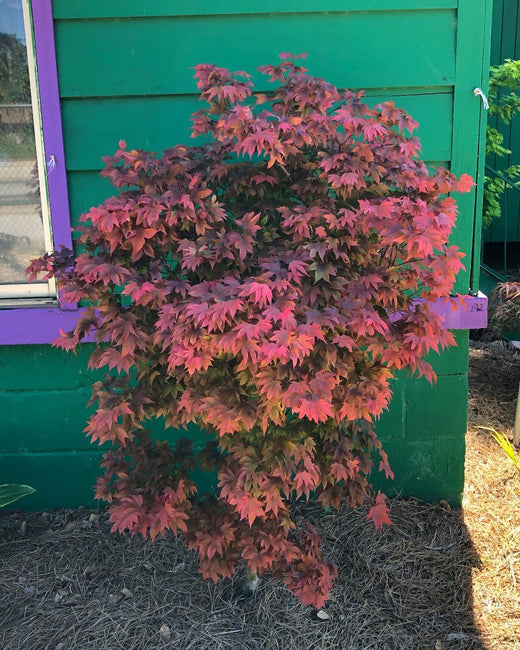 Ruby Ribons Japanese Maple Dwarf Japanese Maples for Partial Sun – Page 7 – Maple Ridge Nursery