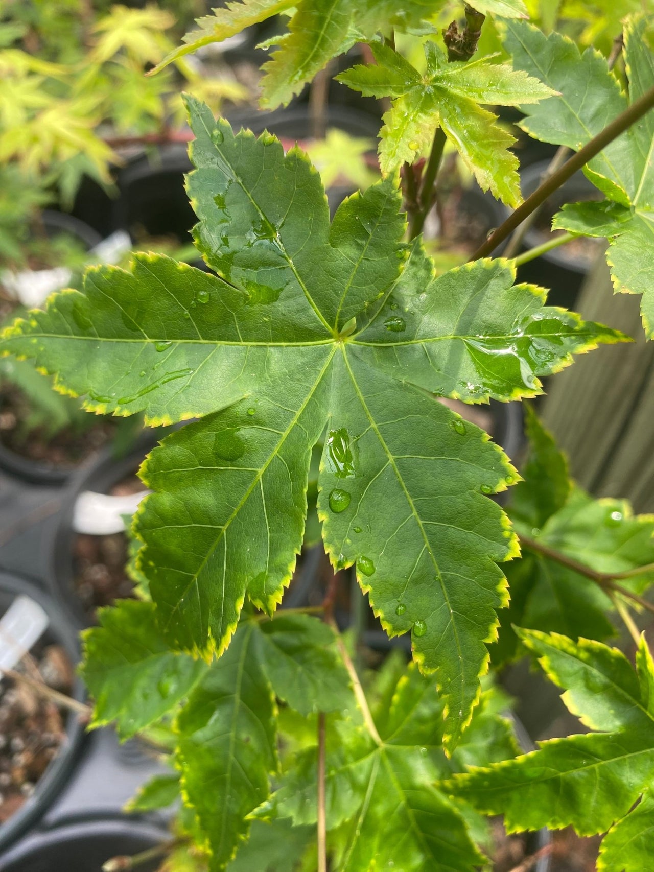 Acer palmatum 'Sagara nishiki' Variegated Japanese Maple - Maple Ridge Nursery