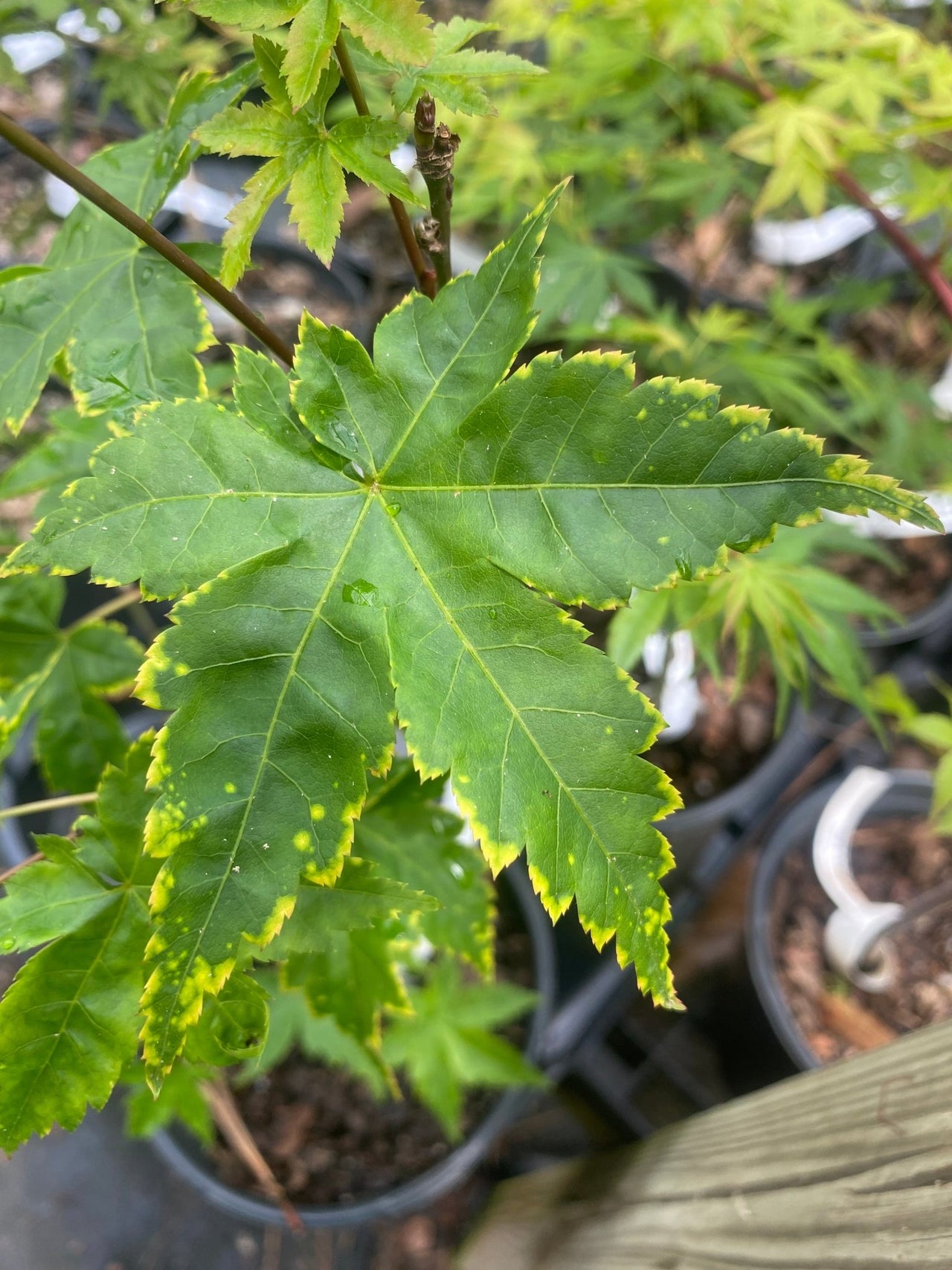 Acer palmatum 'Sagara nishiki' Variegated Japanese Maple - Maple Ridge Nursery