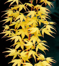 Thumbnail for Acer palmatum 'Sango kaku' - mapleridgenursery
