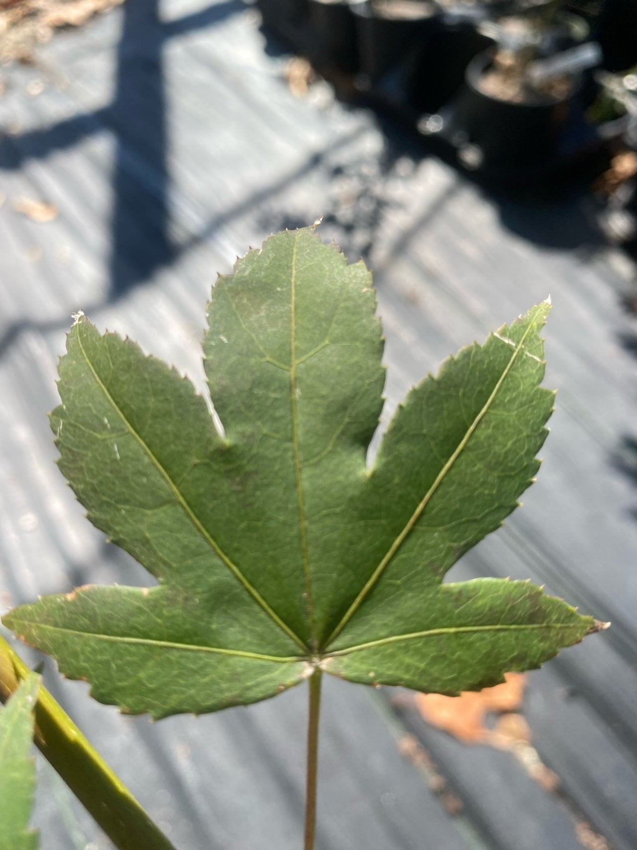 Acer palmatum 'Saotome' - Maple Ridge Nursery