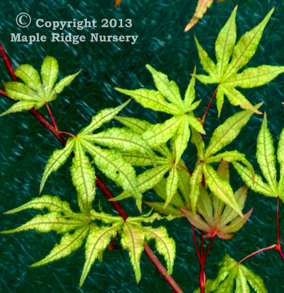 Acer palmatum 'Sawa chidori' - mapleridgenursery