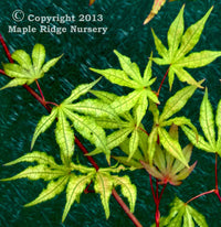 Thumbnail for Acer palmatum 'Sawa chidori' - mapleridgenursery
