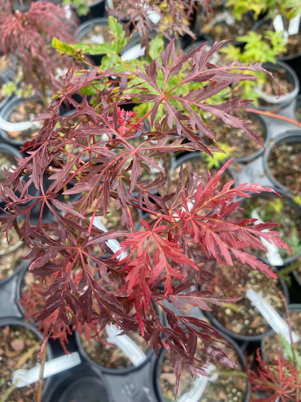 Acer palmatum 'Scarlet Princess' - mapleridgenursery