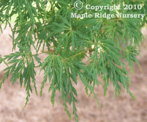 Acer palmatum 'Seiryu' Upright Lace Leaf Japanese Maple