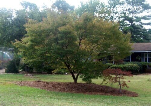 Acer palmatum 'Seiryu' - mapleridgenursery