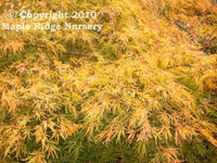 Thumbnail for Acer palmatum 'Sekimori' - mapleridgenursery