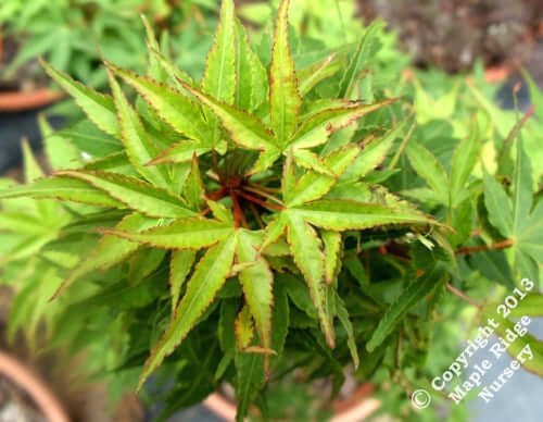Acer palmatum 'Sekka yatsabusa' - mapleridgenursery