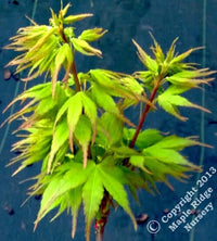Thumbnail for Acer palmatum 'Sekka yatsabusa' - mapleridgenursery