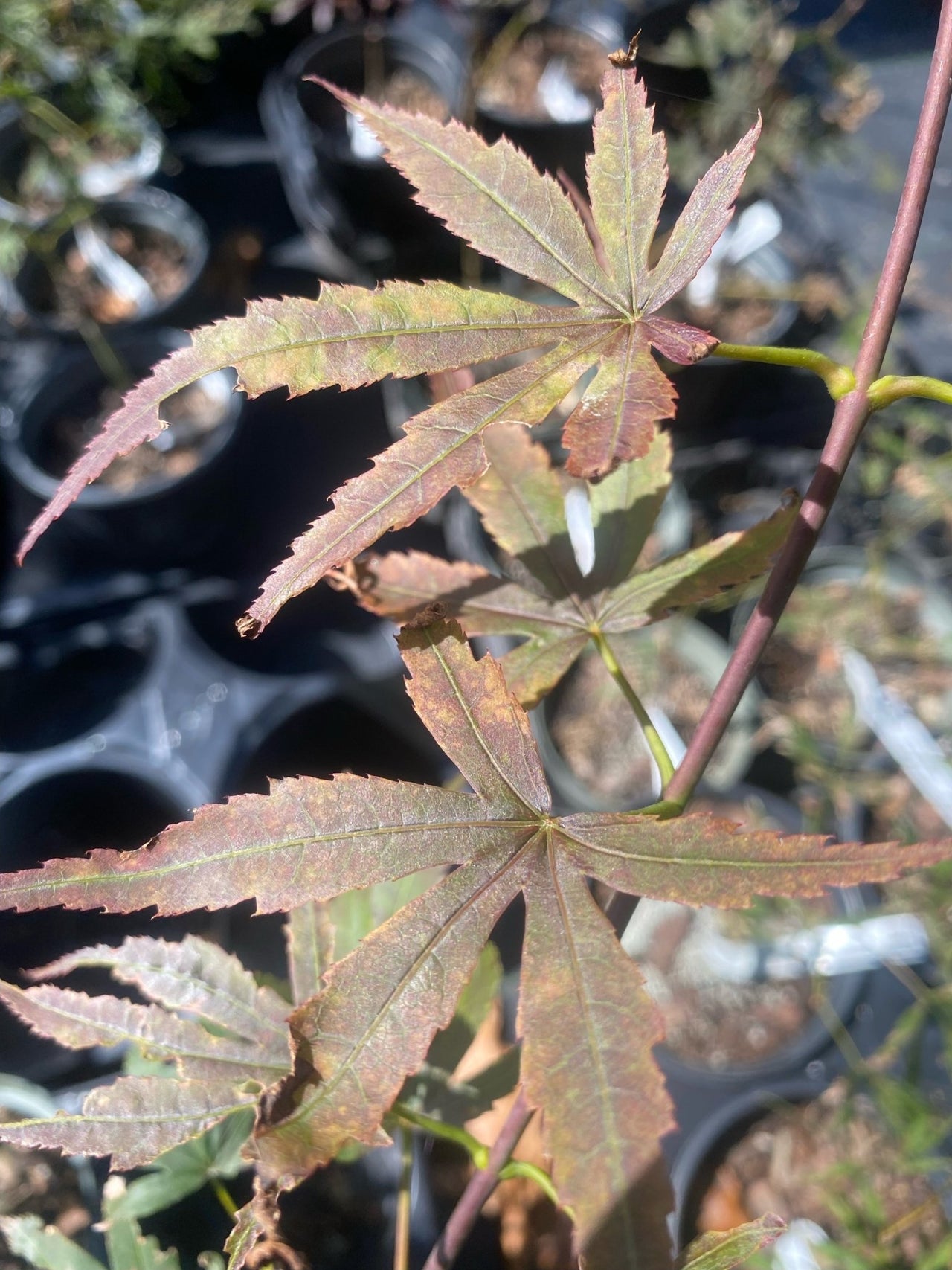 Acer palmatum 'Sharon' - Maple Ridge Nursery