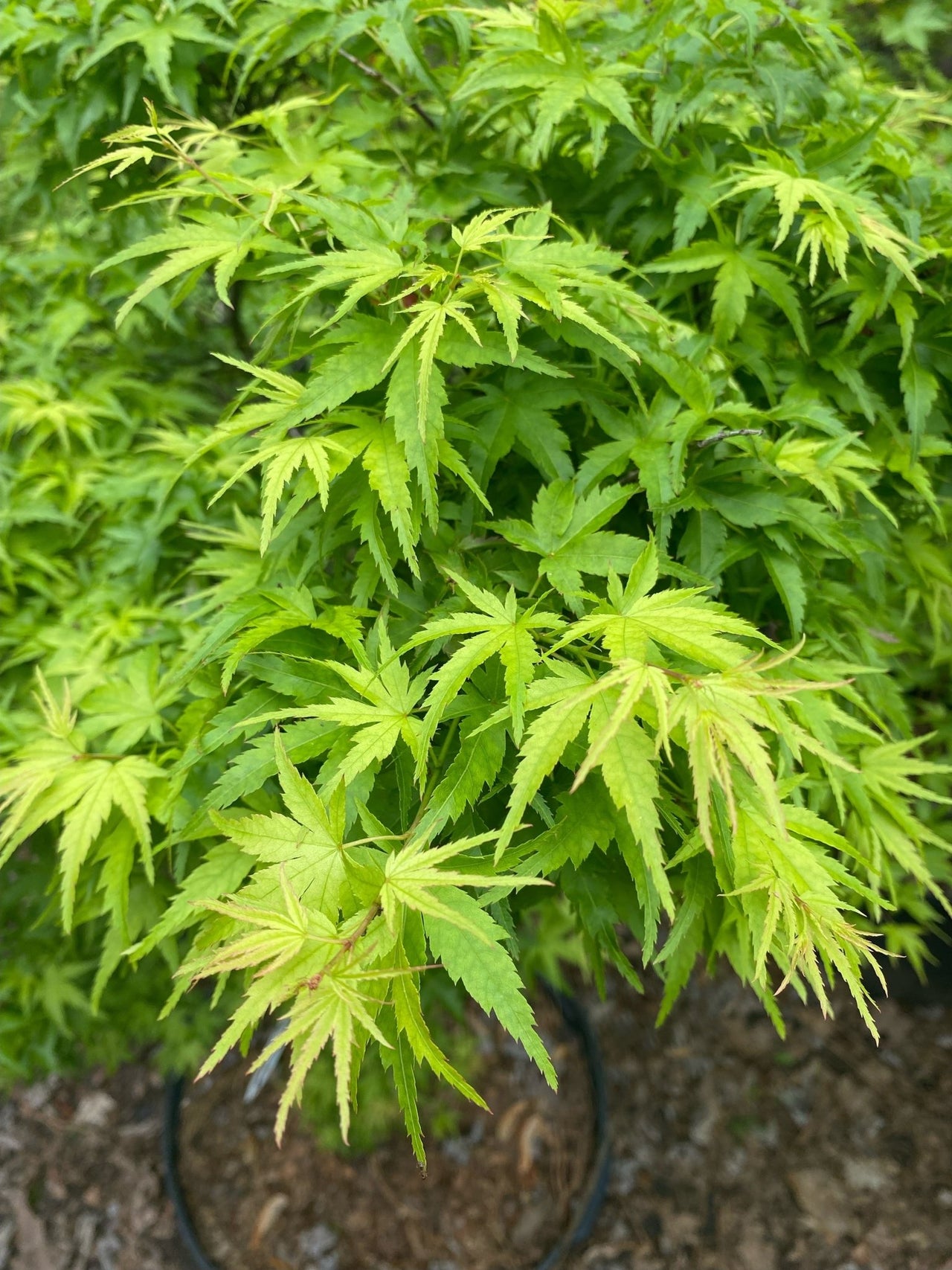 Acer palmatum 'Sharp's Pygmy' Dwarf Japanese Maple - Maple Ridge Nursery