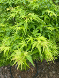 Thumbnail for Acer palmatum 'Sharp's Pygmy' Dwarf Japanese Maple - Maple Ridge Nursery