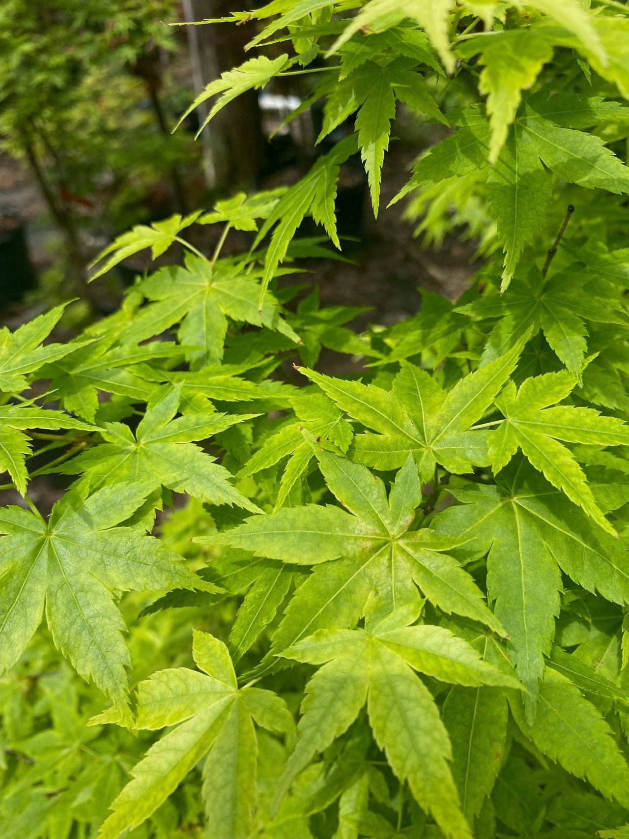 Acer palmatum ‘Shidiva Gold’ - Maple Ridge Nursery
