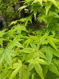 Thumbnail for Acer palmatum ‘Shidiva Gold’ - Maple Ridge Nursery