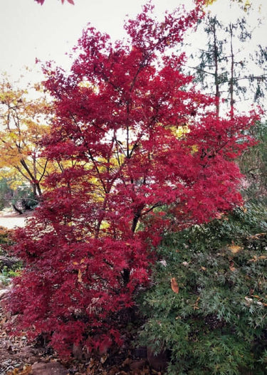 Acer palmatum 'Skeeter's Broom' Red Column Japanese Maple – Maple Ridge ...