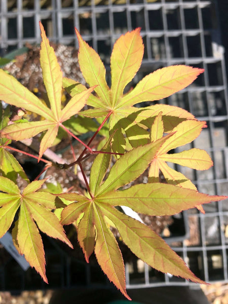 Acer palmatum　直径20～23㎝　53個 Amazon.com: QAUZUY GARDEN 15 Red Smooth Japanese Maple (Acer