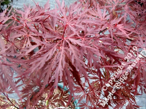 Acer palmatum 'Stella Rossa' - mapleridgenursery