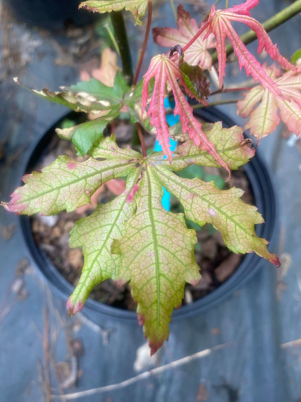 Acer palmatum 'Strawberry Spring' Reticulated Japanese Maple – Maple ...