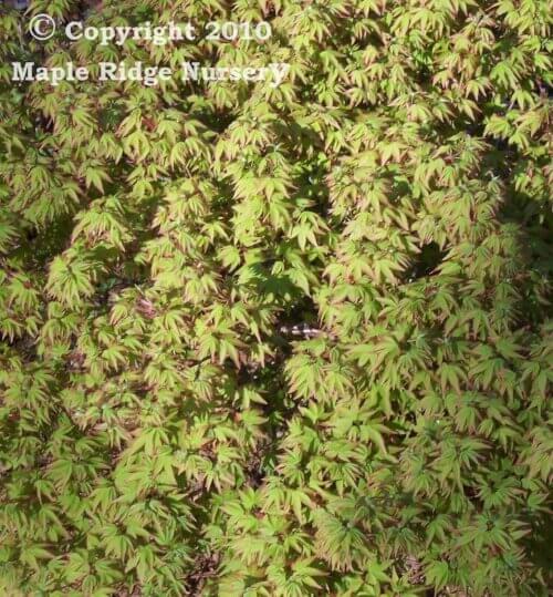 Acer palmatum 'Tama hime' - mapleridgenursery