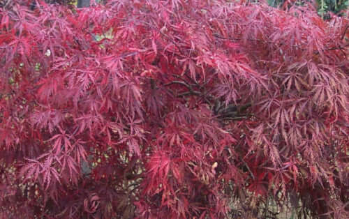 Acer palmatum 'Tamuke yama' - mapleridgenursery