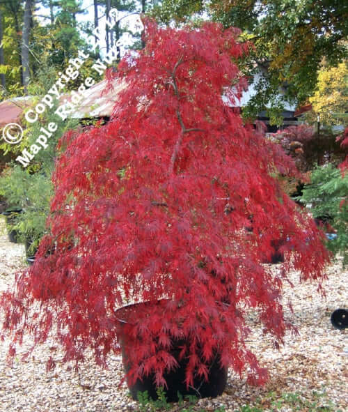 Acer palmatum 'Tamuke yama' - mapleridgenursery