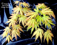 Thumbnail for Acer palmatum 'Tiger Rose' - mapleridgenursery