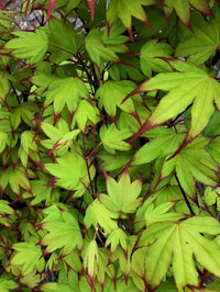 Thumbnail for Acer palmatum 'Tsuma gaki' - mapleridgenursery