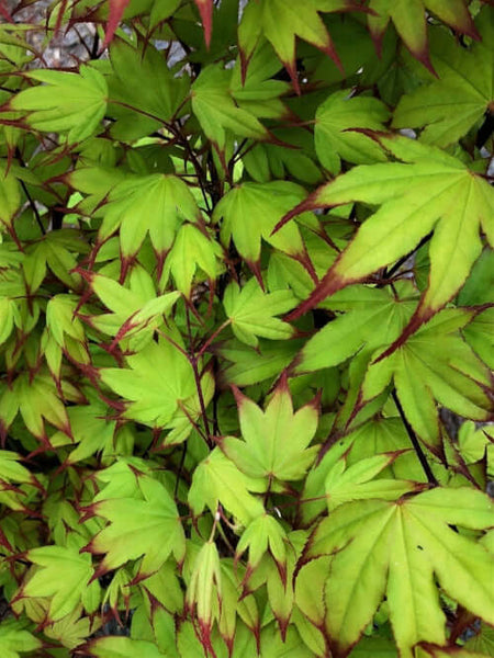 アキ様 オレンジ レッド 28.5 Acer palmatum 'Tsuma gaki' Red Finger Nails Japanese Maple – Maple