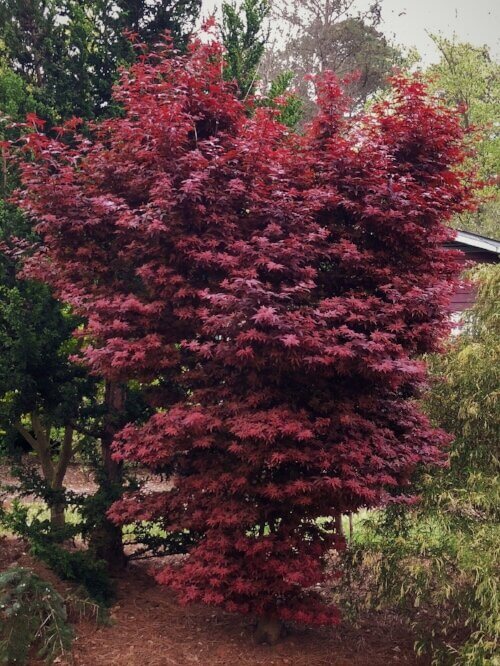 Acer palmatum 'Twombley's Red Sentinel' - mapleridgenursery