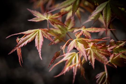 Acer palmatum 'Ueno homare' Yellow Japanese Maple - Maple Ridge Nursery
