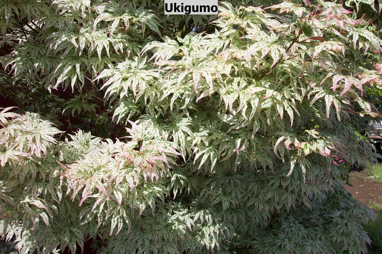 Acer palmatum 'Ukigumo' Variegated Japanese Maple - Maple Ridge Nursery