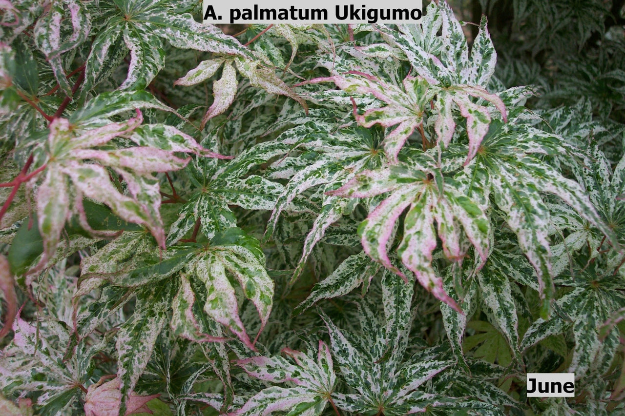 Acer palmatum 'Ukigumo' Variegated Japanese Maple - Maple Ridge Nursery