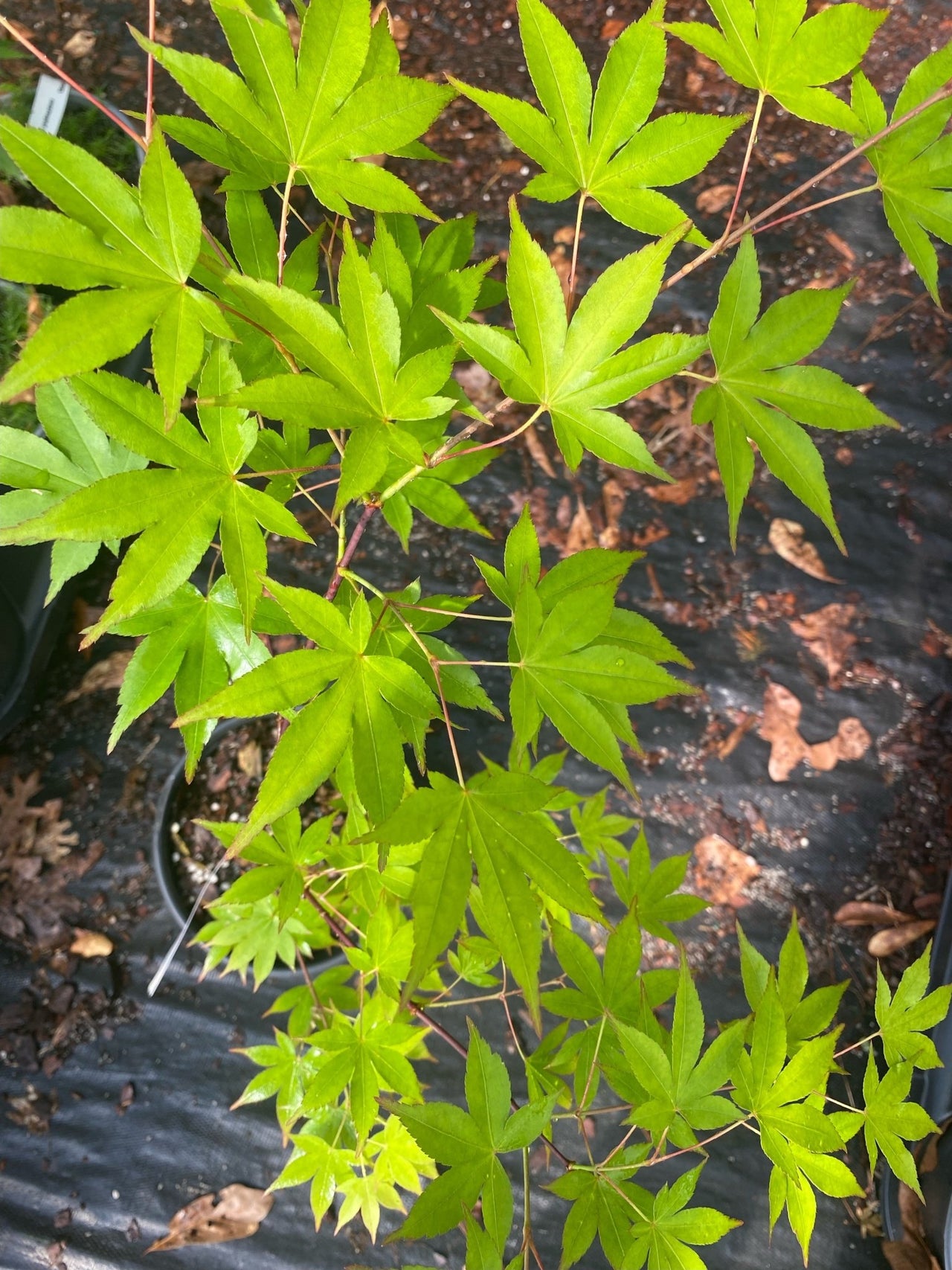 Acer palmatum 'Usu midori' - mapleridgenursery