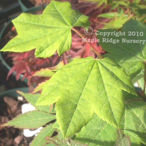 Acer palmatum 'Utsu Semi' Green Japanese Maple - Maple Ridge Nursery