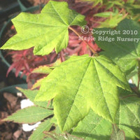 Thumbnail for Acer palmatum 'Utsu Semi' Green Japanese Maple - Maple Ridge Nursery