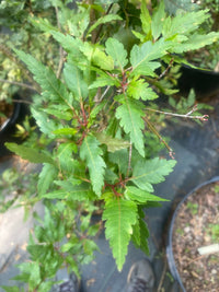 Thumbnail for Acer palmatum 'Verkade's Jacus Potus' - mapleridgenursery
