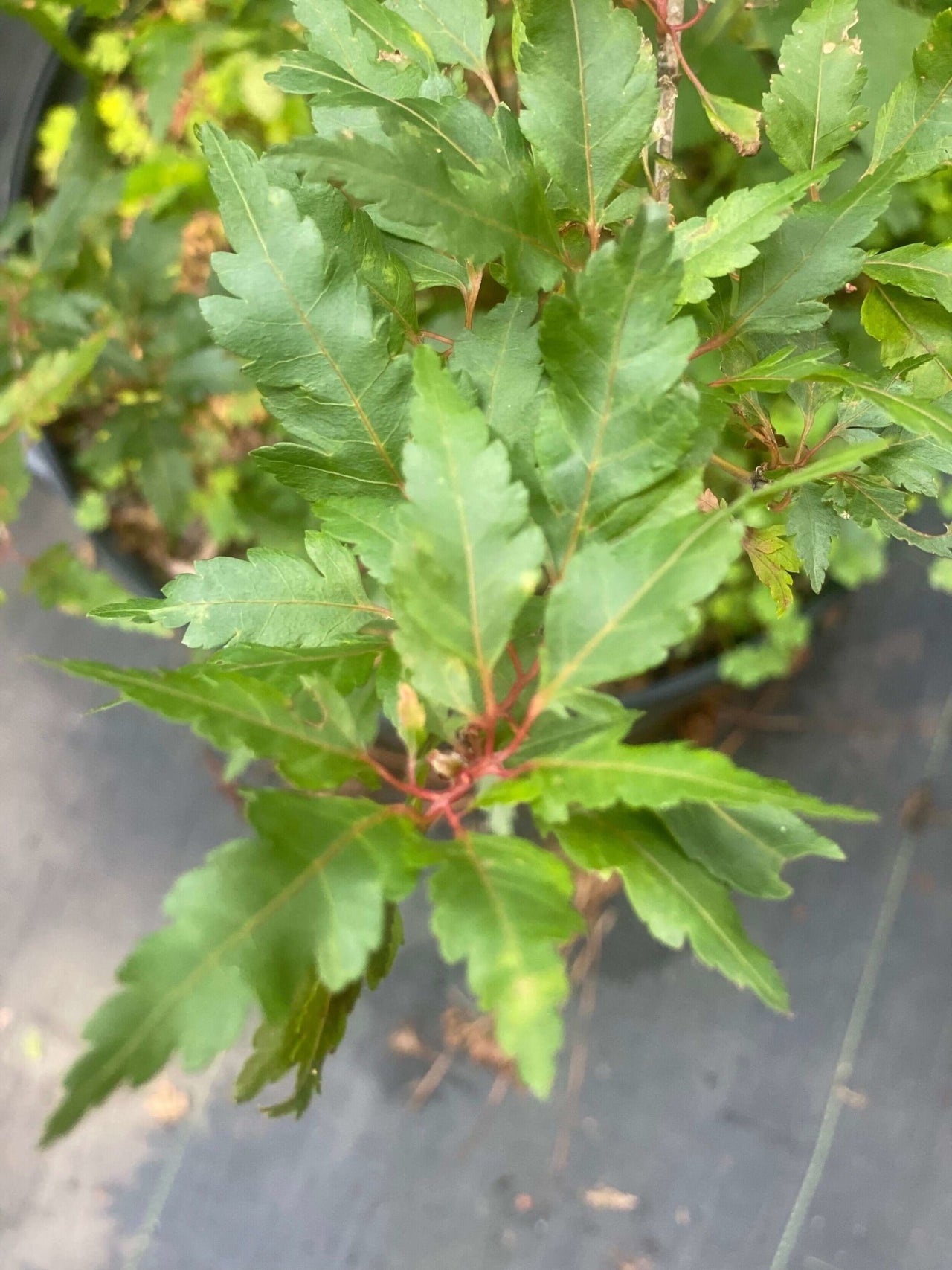 Acer palmatum 'Verkade's Jacus Potus' - mapleridgenursery