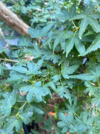 Thumbnail for Acer palmatum 'Vic's Broom' - mapleridgenursery