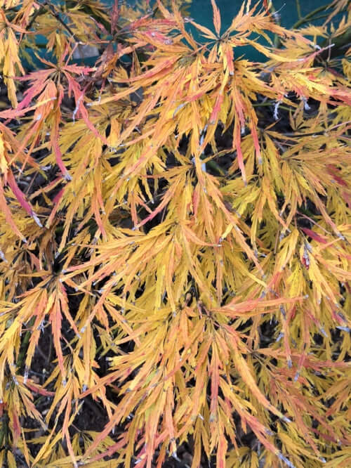 Acer palmatum 'Viridis' - mapleridgenursery