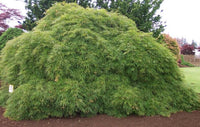 Thumbnail for Acer palmatum 'Viridis' - mapleridgenursery