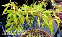 Thumbnail for Acer palmatum 'Wabito' - mapleridgenursery