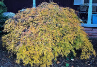 Thumbnail for Acer palmatum 'Washi-no-o' - mapleridgenursery