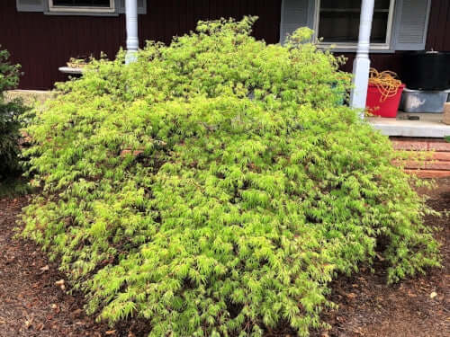 Acer palmatum 'Washi-no-o' - mapleridgenursery