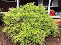 Thumbnail for Acer palmatum 'Washi-no-o' - mapleridgenursery