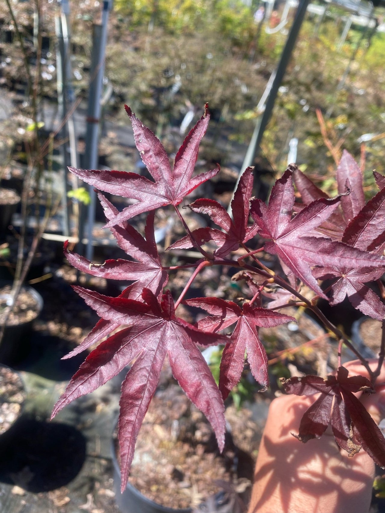 Acer palmatum 'Whitney Red' - Maple Ridge Nursery