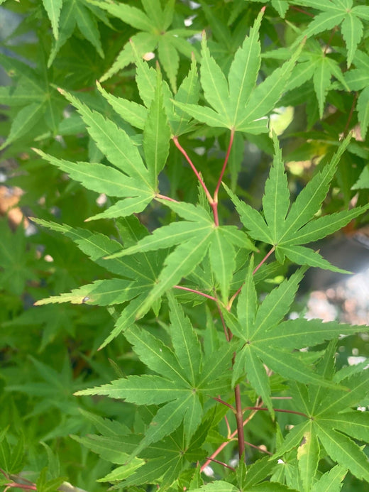 Wildfire Maple Acer palmatum 'Wildfire' Coral Bark Japanese Maple – Maple Ridge Nursery
